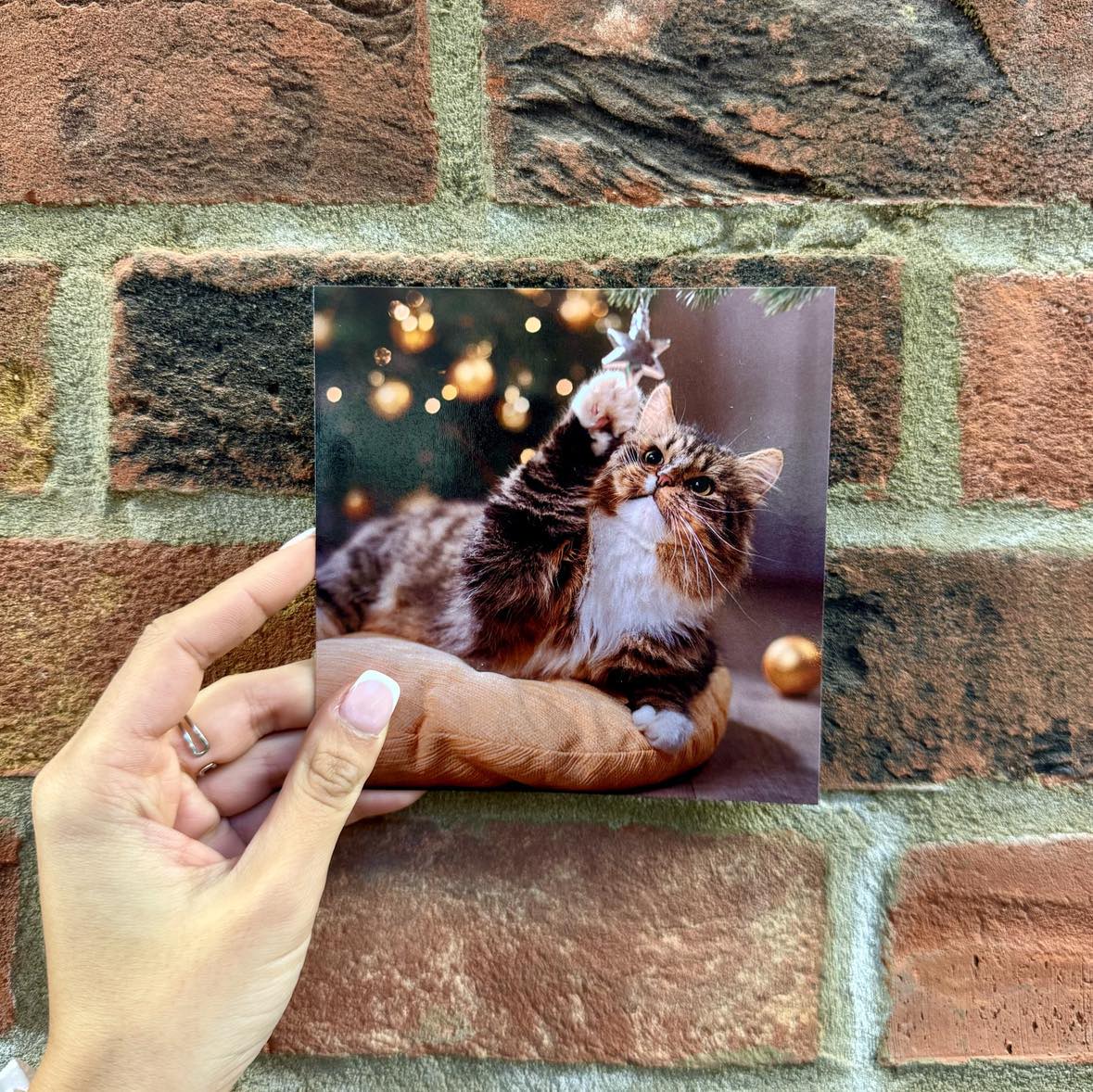 Christmas Cards (Pack of 10)